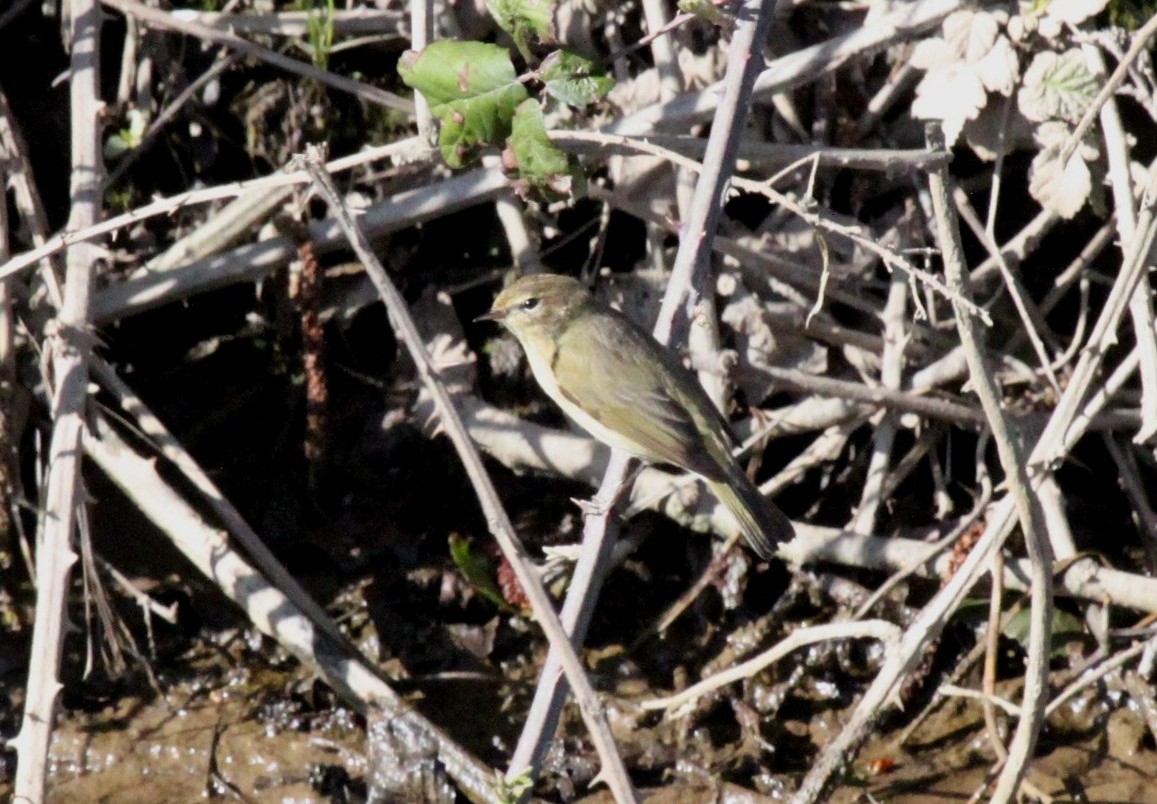 Tutti Lu� piccoli?